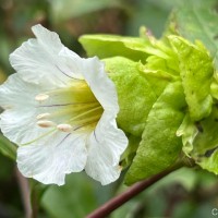 Strobilanthes hookeri Nees